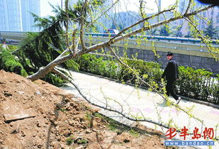 青岛 花园里20多棵树被铲掉 原是绿化公司移植树木